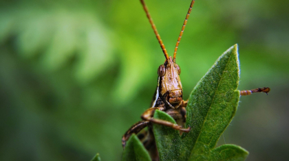 How to get rid of lawn bugs naturally? It's easier than you think, thanks to the fantastic array of bug-destroying natural products available. Here's what you should do.