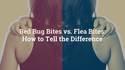 Flea Bite vs Mosquito BiteFlea Bite vs Mosquito Bite